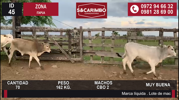 Lote TERNEROS CBO 2