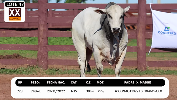 Lote LOTE 47