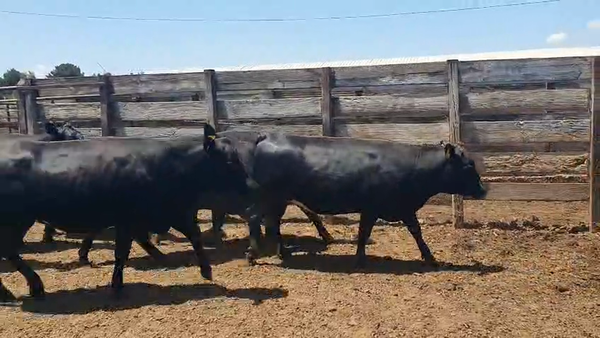 Lote 20 Vaquilla Gorda en Los Ángeles, VIII Región Biobío