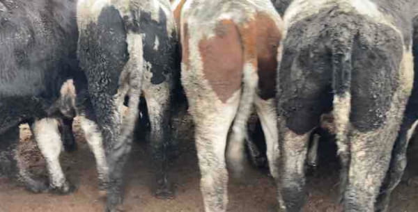 Lote 45 Novillo Gordo en Melipilla, Región Metropolitana