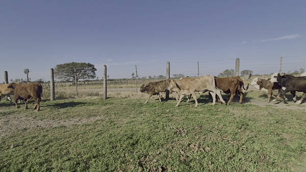 Lote 30 Terneros