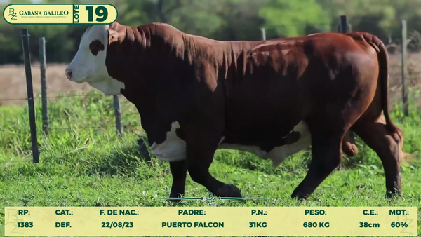 Lote LOTE 19