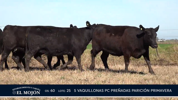 Lote NEGRAS PREÑADAS PARICIÓN PRIMAVERA