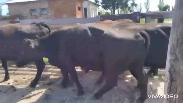 Lote 37 Vacas C/ gtia de preñez