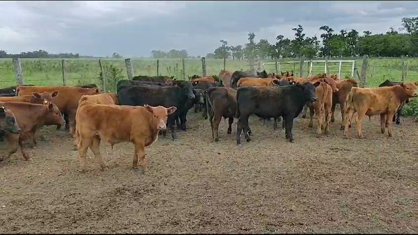 Lote 40 Terneros en Brandsen, Buenos Aires