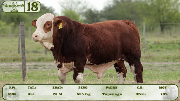 Lote LOTE 18