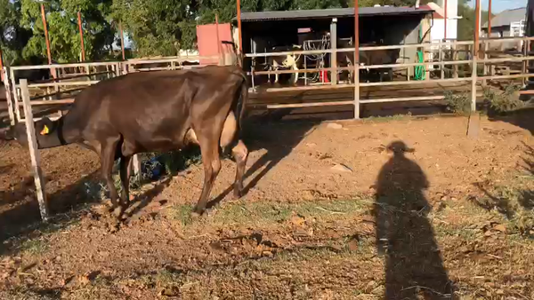 Lote 2 Piezas de Cria