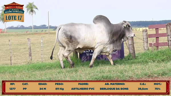 Lote LOTE 17