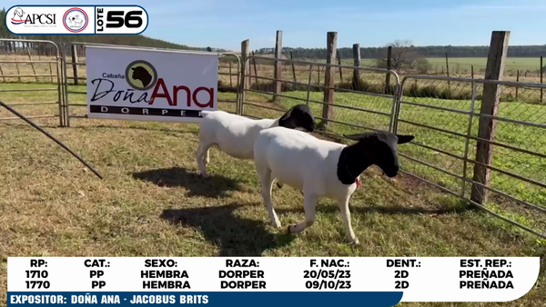 Lote LOTE 56