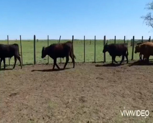 Lote 75 Terneros en Coronel Pringles, Buenos Aires