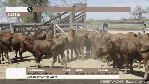 Lote Vaquillas CBO 4