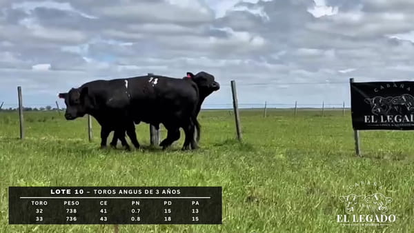 Lote Toro Angus de 3 años