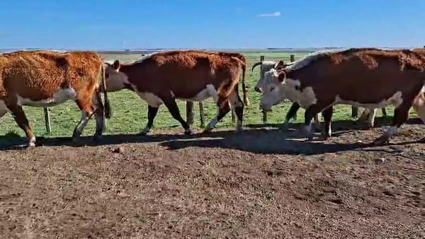 Lote VACAS PREÑADAS
