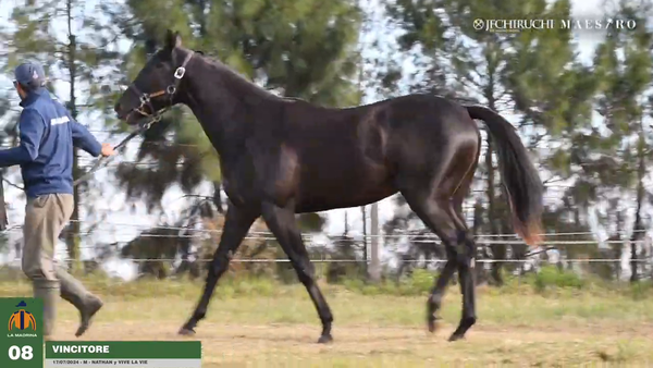 Lote Vincitore