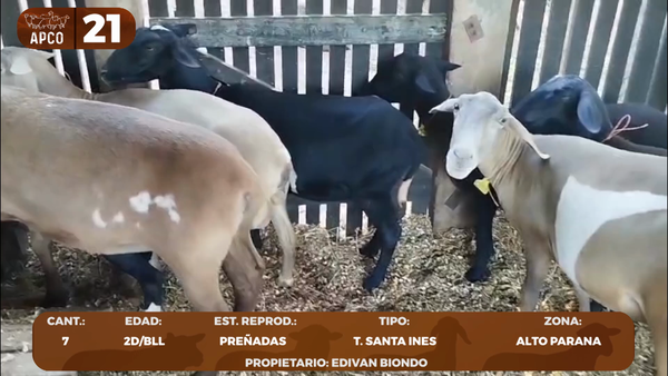 Lote LOTE 21 -POR PANTALLA