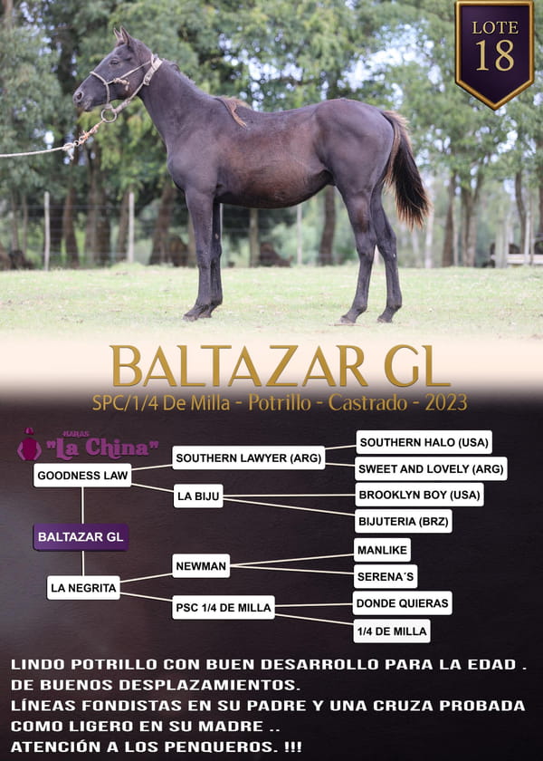 Lote BALTAZAR GL
