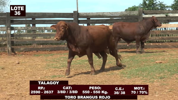 Lote Cabañas de Tradición - Lote 36