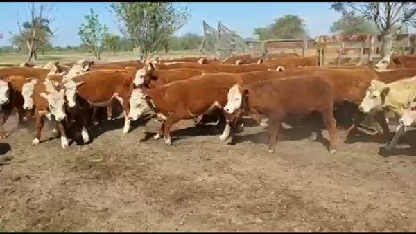 Lote 64 Terneros en Curuzú-Cuatiá, Corrientes