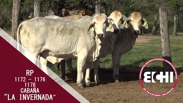 Lote VAQUILLAS P/SERV. BRAHMAN CABAÑA LA INVERNADA