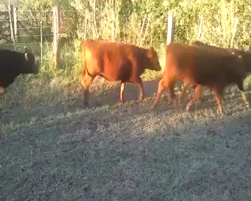 Lote 25 Terneras en Gral. Belgrano, Buenos Aires