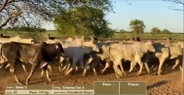 Lote LOTE 2 - TORETONES CBO 0