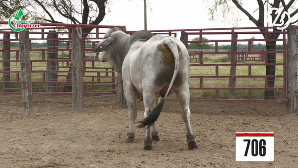 Lote Brahman