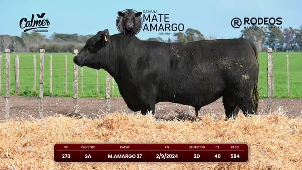 Lote RP 270 SA