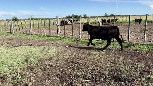 Lote TERNERAS