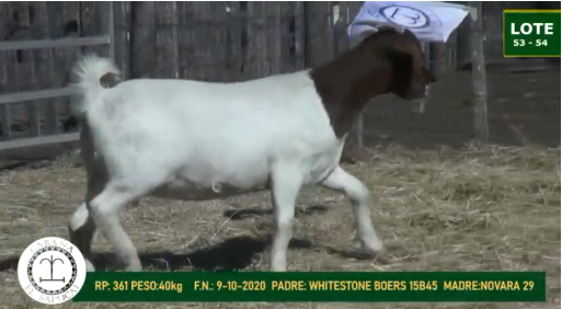 Lote CAPRINOS HEMBRAS 53