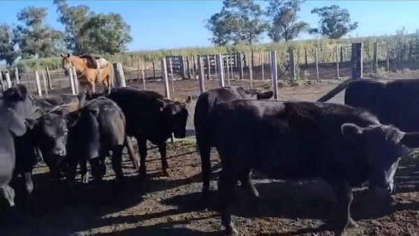 Lote 64 Terneros/as en Loberia