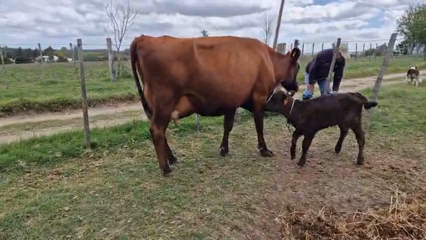 Lote 4 Vaca, San José