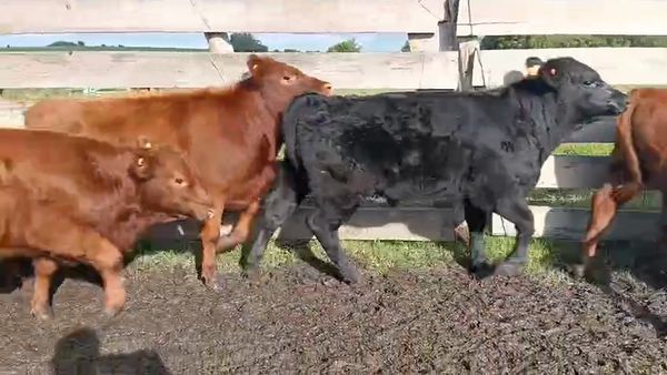 Lote 13 Terneros y Terneras, San José