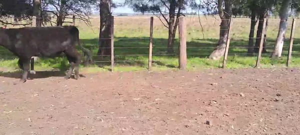Lote NOVILLOS