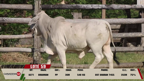 Lote LOTE 59