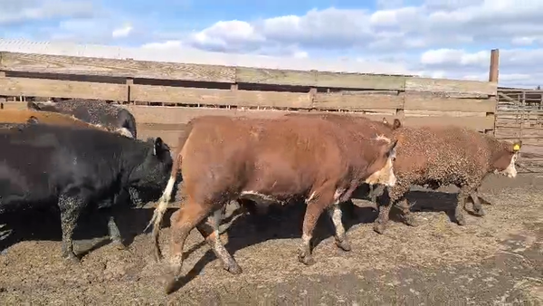 Lote 40 Vaquilla Gorda en Los Ángeles, VIII Región Biobío