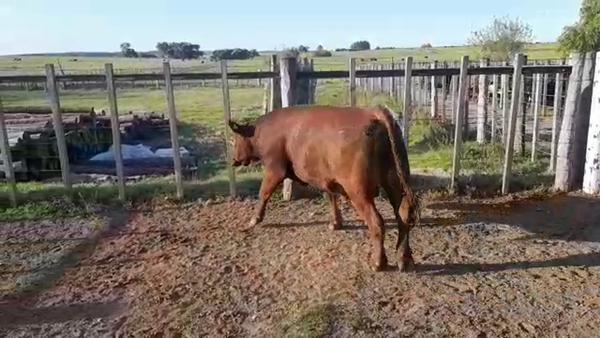 Lote Novillos Gordos 530kg - , Colonia