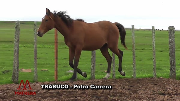 Lote Trabuco