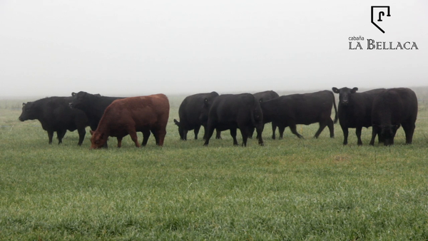 Lote VAQUILLONAS ANGUS MAS - LA BELLACA
