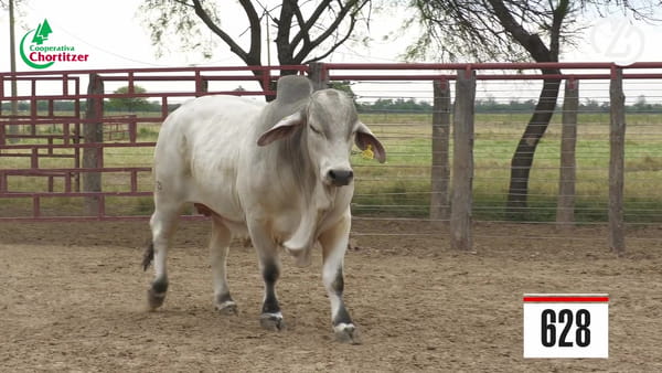 Lote Brahman