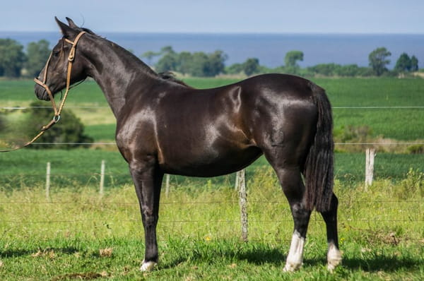 Lote CONSTANCIA TORTUGA 1784