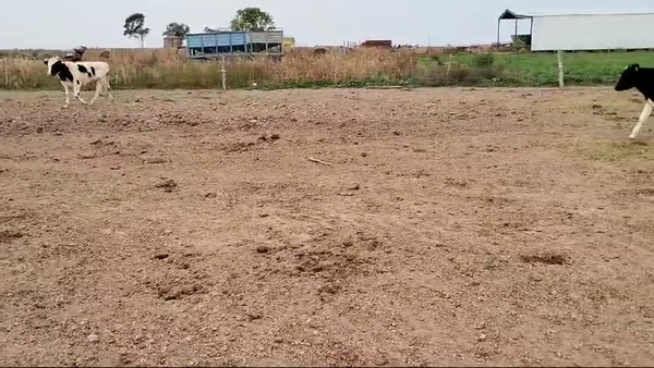 Lote 34 Novillitos Holando Argentino  en Seeber, Córdoba