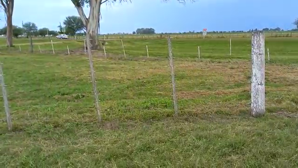 Lote 21 Novillitos en Col. Vignaud, Córdoba