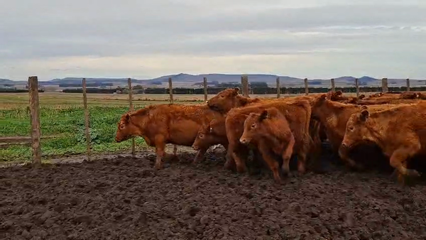 Lote 110 Novillitos en Buenos Aires, Tandil
