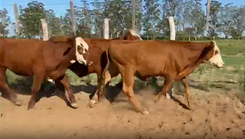 Lote 140 Terneros