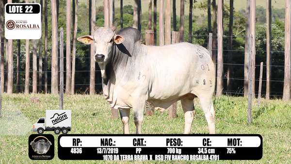 Lote LOTE 22- RP 4836