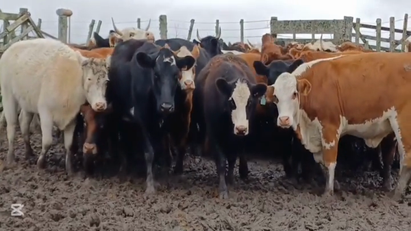 Lote VAQUILLONAS 1  A 2 AÑOS