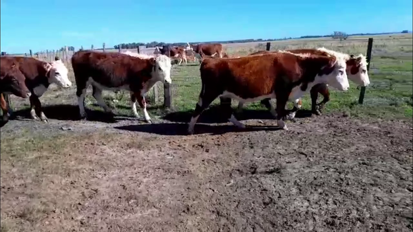 Lote VAQUILLONAS PREÑADAS