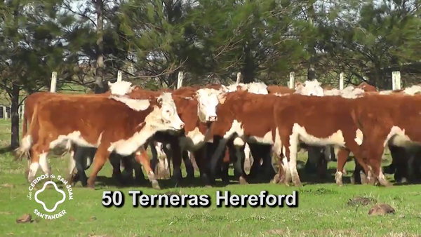 Lote TERNERAS HEREFORD