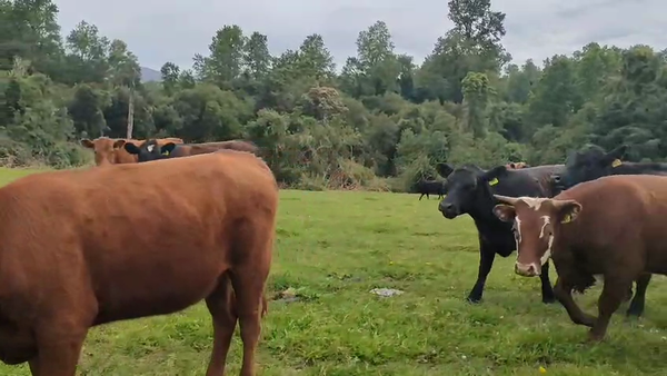 Lote 50 Vaquilla Engorda en Mariquina, XIV Región Los Ríos