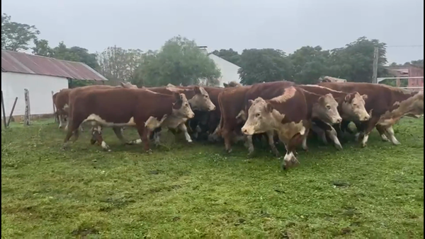 Lote 53 Vacas de Invernada